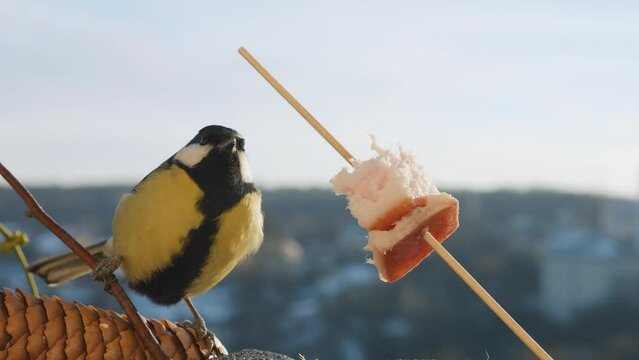 Great tit eats a piece of bacon and salo against the backdrop of a winter landscape.