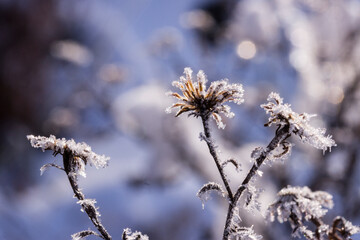 Schnee und Eiskristalle an vertrockneten Blütenständen