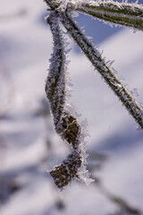 Obraz premium Schnee und Eiskristalle an vertrockneten Blütenständen