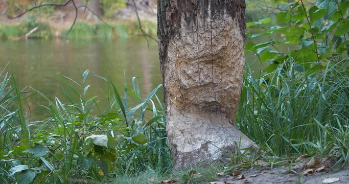 Beaver bite marks on a trunk of tree by pond. Damaged wood by a bobber. Beaver gnawed tree. Tree trunk with bite marks of beavers. Tree near lake felled by beaver. Cinema 4K 60fps video