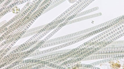 Obraz premium Freshwater cyanobacteria, Oscillatoria sp. Fresh sample. 920x magnification. Selective focus image