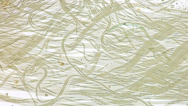 Freshwater cyanobacteria, Oscillatoria sp. Fresh sample. 920x magnification. Selective focus image