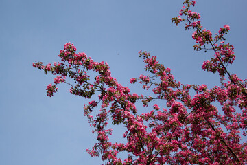Blooming pink tree during springtime