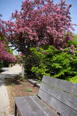 Bench in a park during springtime