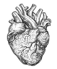 Anatomical human heart. Hand drawn sketch illustration in vintage engraving style