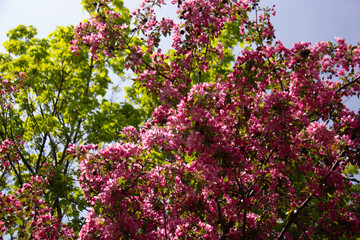 Blooming pink tree during springtime