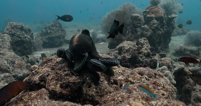 Small fish approaching an Octopus and annoy it to change its color.