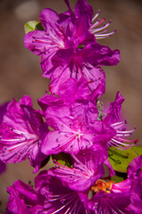 Close up of purple flower
