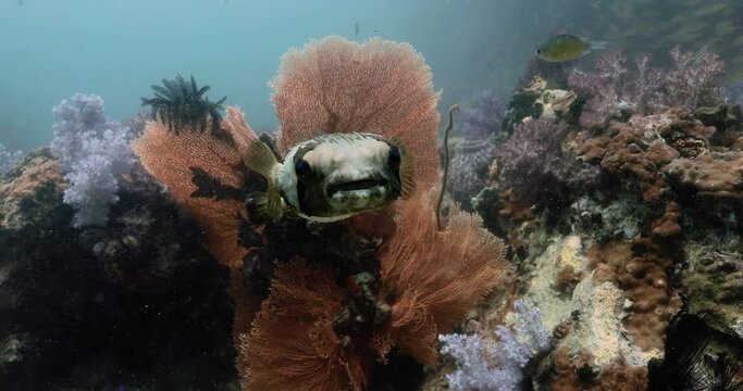 Underwater shot of the porcupinefish with colorful reefs in the back.
