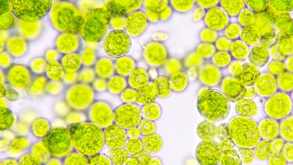 Algae blooming under light microscope