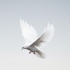 Obraz premium A minimalist composition featuring a white dove in flight against a clear sky. The image represents purity and freedom, isolated on white background.