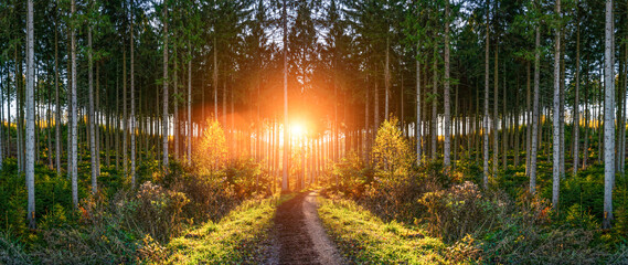 Silent Forest in spring with beautiful bright sun rays