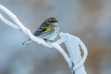 Yellow-rumped warbler 