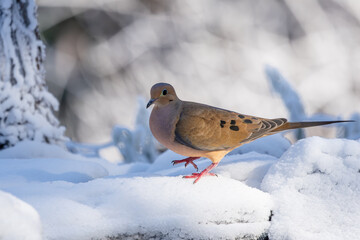 Dove on Snow
