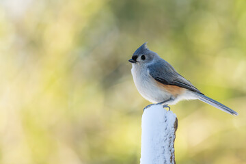 Titmouse