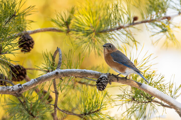 Bluebird