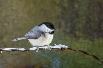 Carolina Chickadee 