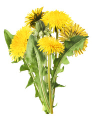 Yellow flowers of the dandelion