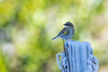 Yellow-rumped warbler 