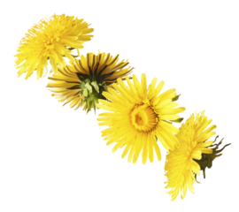 Yellow flowers of the dandelion