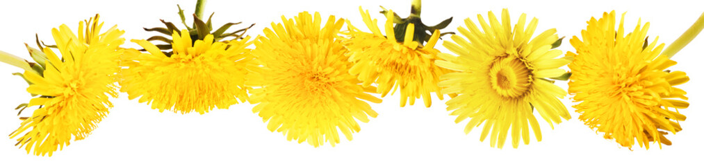 Yellow flowers of the dandelion