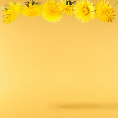 Yellow flowers of the dandelion