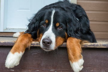 A beautiful mountain dog