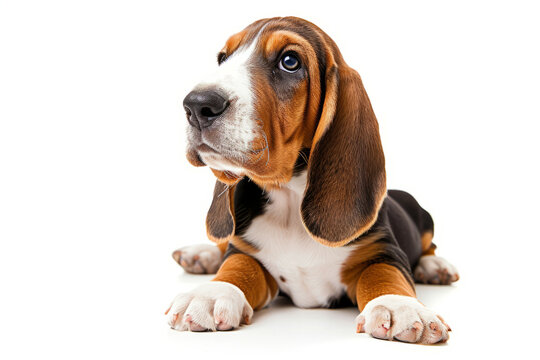 Closeup Full Body Photograph of a Happy Basset Hound Puppy Lying Down with a Playful Smile, Isolated on a Solid White Background