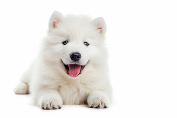 Closeup Full Body Photograph of a Happy Samoyed Puppy Lying Down with a Playful Smile, Isolated on a Solid White Background