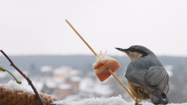 Wood nuthatch against the backdrop of bacon and salo and a winter landscape.