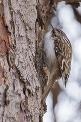 An Eurasian Treecreeper is Climbing an Old Tree in Search for Its Food on a Cold Mid-Winter Morning