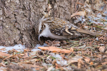 An Eurasian Treecreeper (Certhia Familiaris) is Searching for Its Daily Meal near the Trunk of an Old Tree Covered by Snow Spots