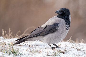 A Hooded Crow Resting in the Mid-Winter Snow is Showing a Proud Stance to the Viewers