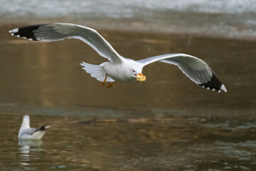A White Seagull is Gracefully Flying above the Frozen Lake with a Piece of Bread in Its Beak