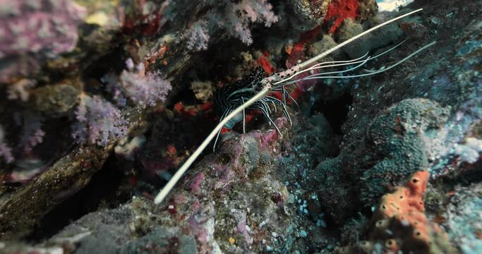 Closeup shot of a lobster alone over corals on sea floor.