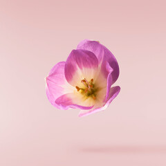 Naklejka premium Fresh purple crocus isolated