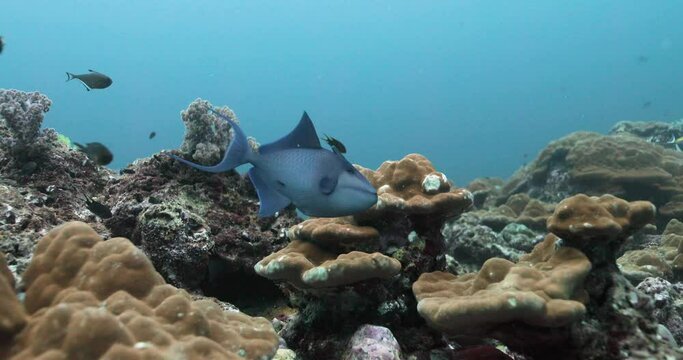 Redtoothed triggerfish floating over colorful corals with other fish.