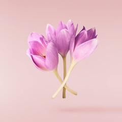 Fototapeta premium Fresh purple crocus isolated