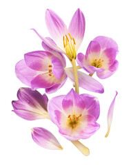 Fresh purple crocus isolated