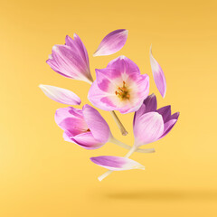 Fresh purple crocus isolated