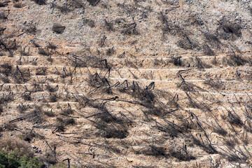 Burnt forest on trail to the peak Mijas, Malaga, Spain