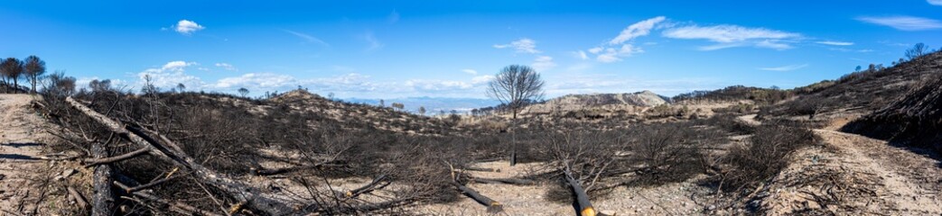 Burnt forest on trail to the peak Mijas, Malaga, Spain