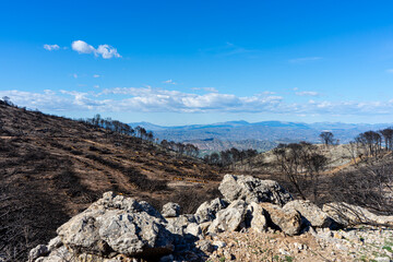 Fototapeta na wymiar Burnt forest on trail to the peak Mijas, Malaga, Spain