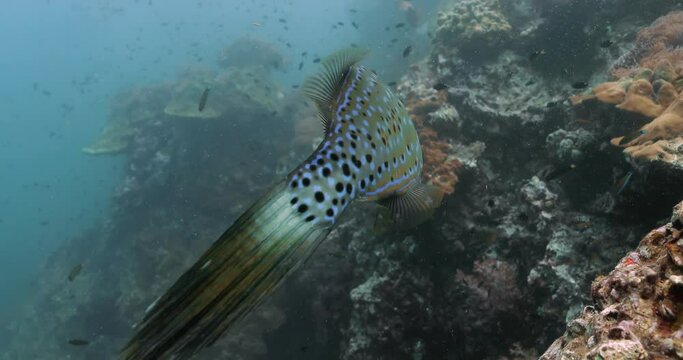 Colorful scribbled filefish swimming alone near corals in the sea.