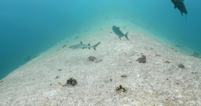 Group of whitetip sharks swimming over sandy seabed.