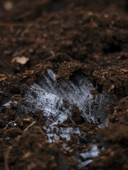 霜柱