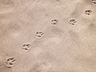Fototapeta na wymiar Fox paw prints on the sand. Nature background.