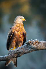 red kite perched on a log on a cold morning