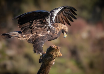 Iberian imperial eagle perched on a log