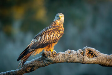 red kite perched on a log on a cold morning
